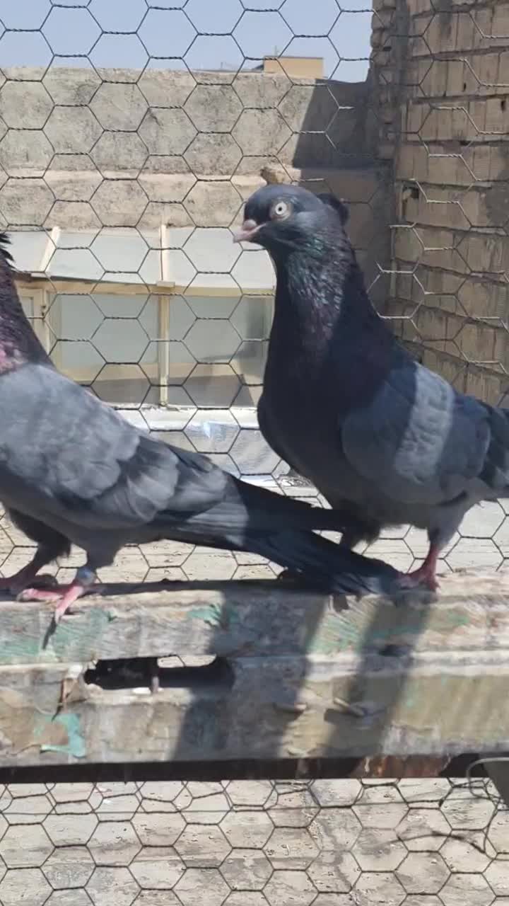 کبوتر طوقی کله ای سینه ای|پرنده|شهرضا, |دیوار