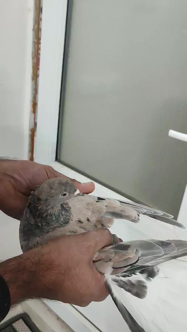 دم سفید ب شرط|پرنده|سبزوار, قصبه شرقی|دیوار