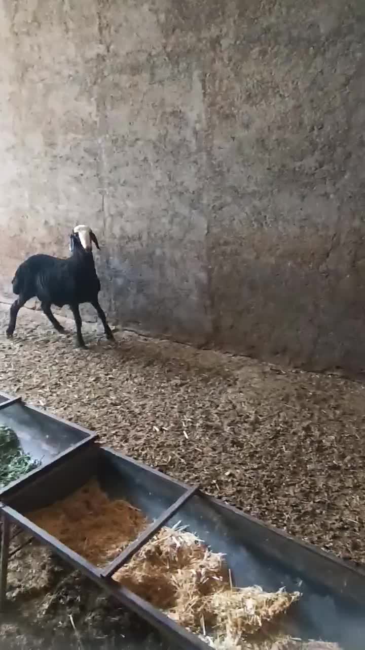 بره قوچ سیاه شال|حیوانات مزرعه|تاکستان, |دیوار