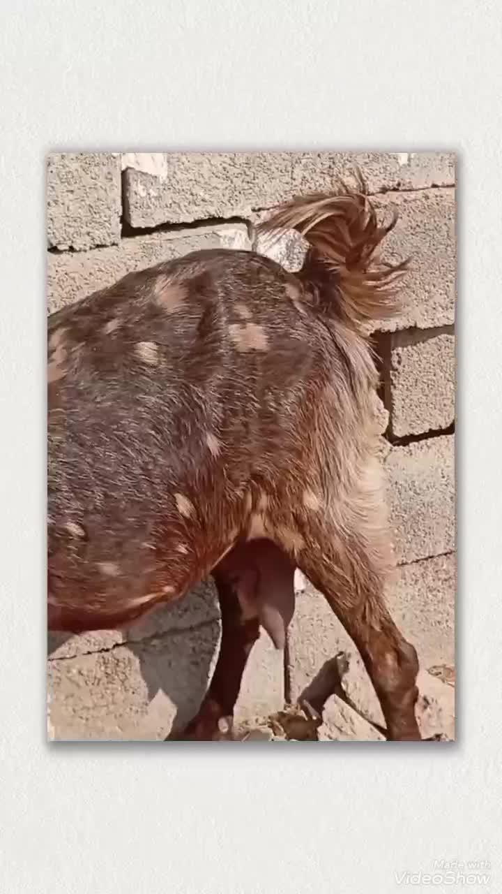 بز پاکستانی تک|حیوانات مزرعه|شوشتر, |دیوار