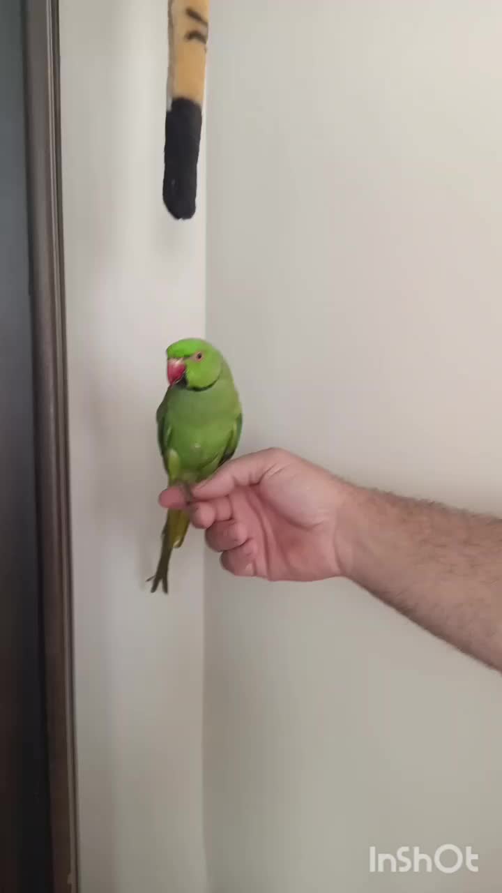 طوطی ملنگوی نر 16ماهه اهلی|پرنده|سهند, |دیوار