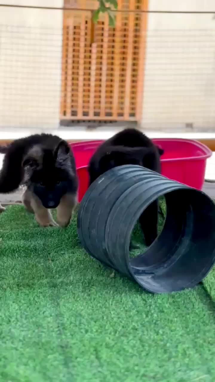 ژرمن نر فوق کیفیت مو بلند شیب بدن فوق حرفهای|سگ|تهران, زعفرانیه|دیوار