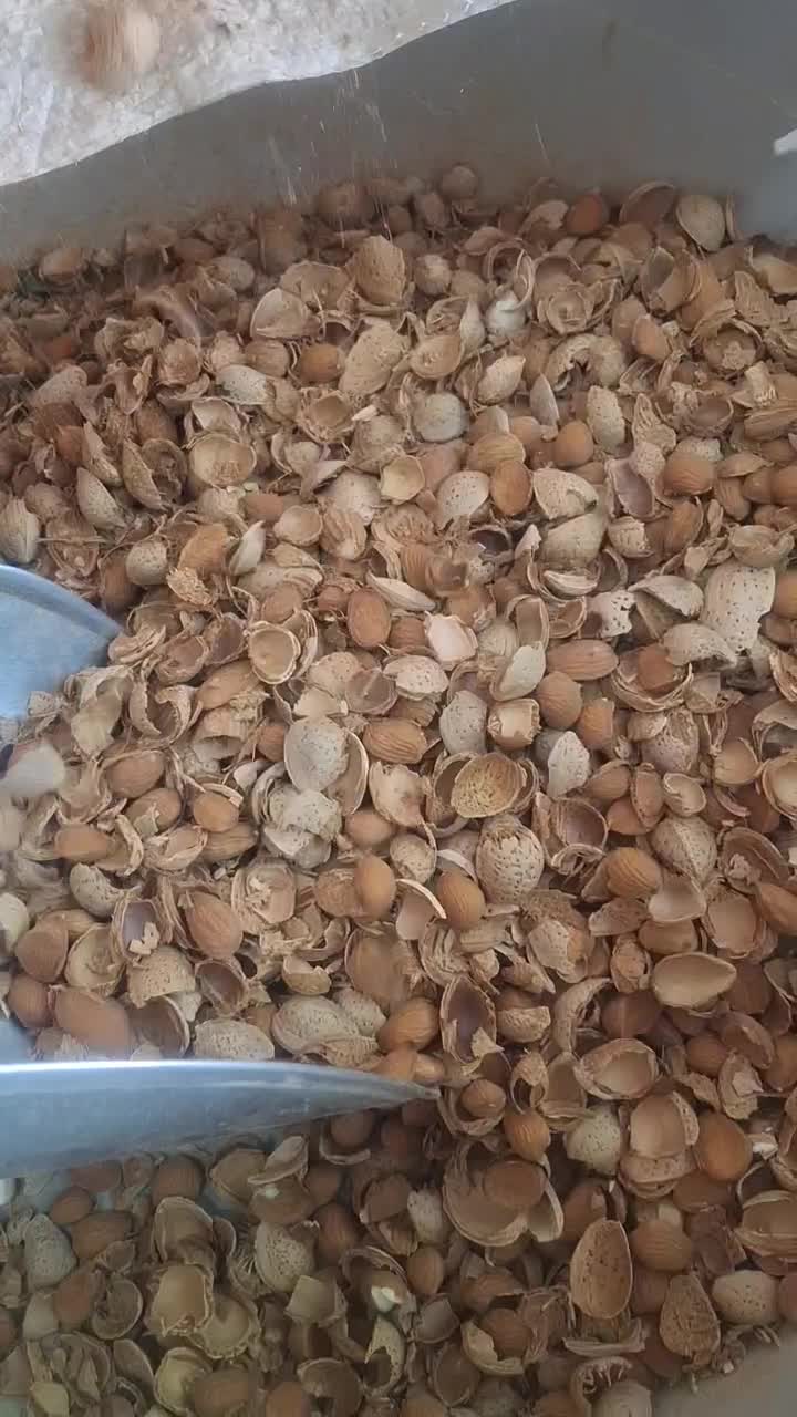 بادام،گردو،هسته شیرین وتلخ زردآلو،بنه،سنجد و|خوردنی و آشامیدنی|کرمان, |دیوار