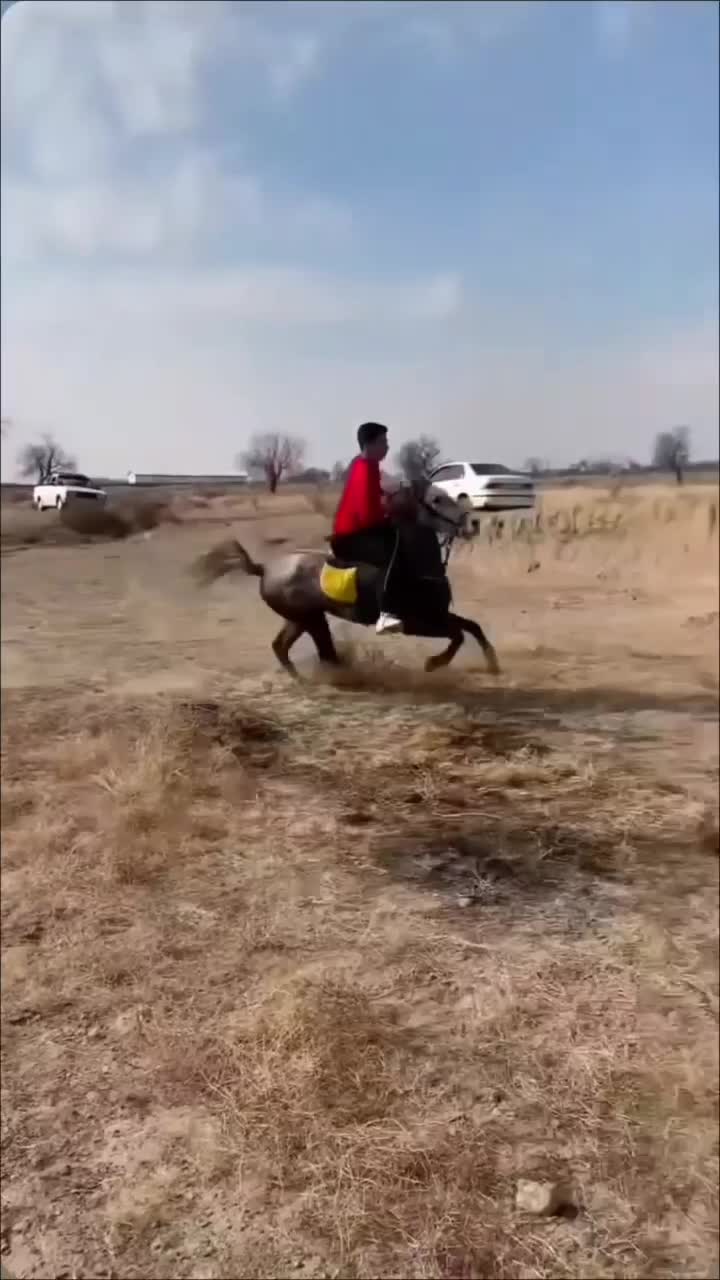 اسب کرد|اسب و تجهیزات اسب‌سواری|تسوج, |دیوار