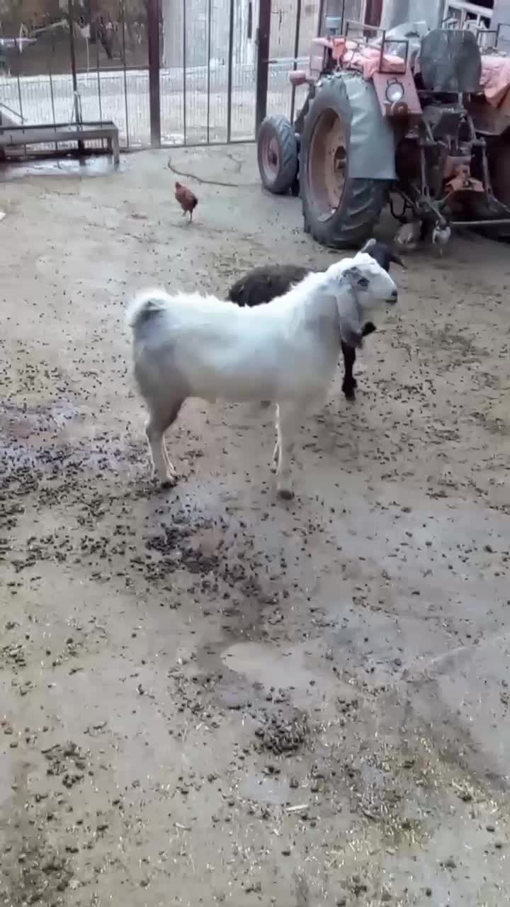 نر بز|حیوانات مزرعه|شیروان (لرستان), |دیوار