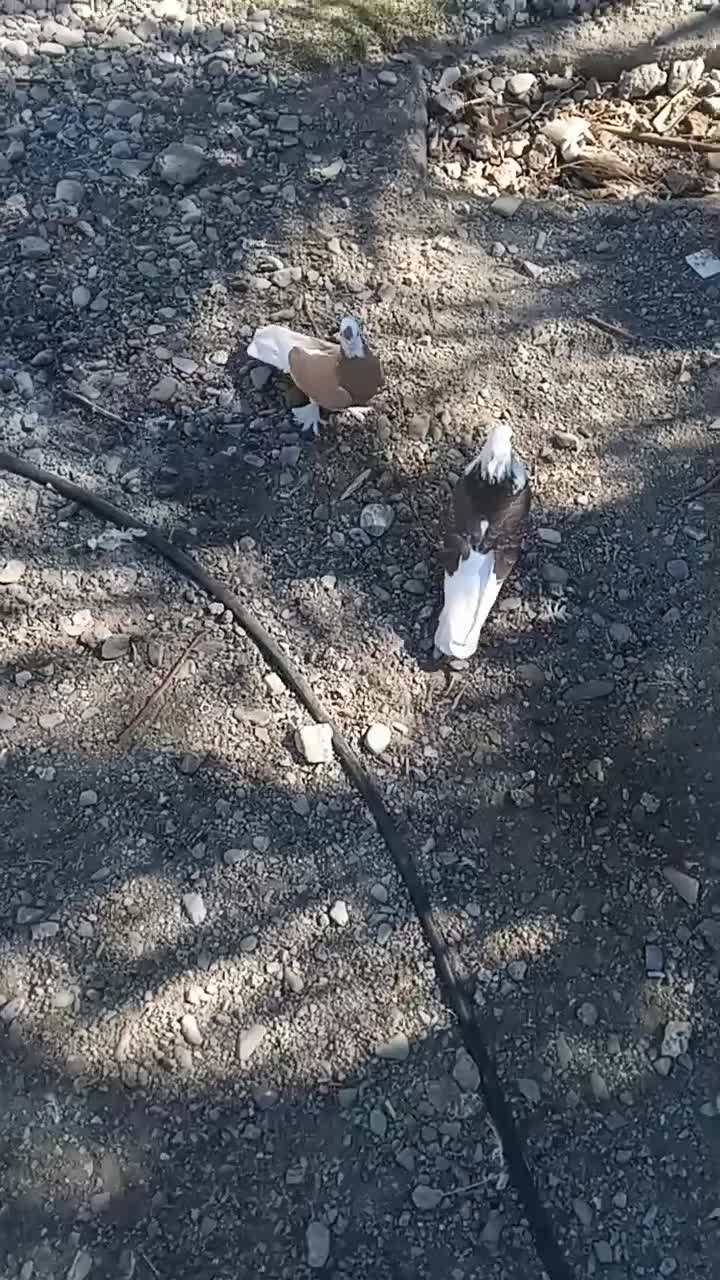 کبوتر  گره درجایی|پرنده|میناب, |دیوار