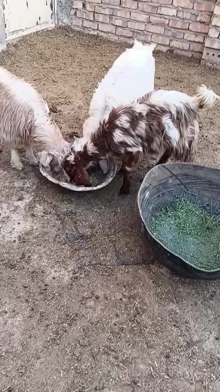 بزغاله|حیوانات مزرعه|نیشابور, ریوند|دیوار