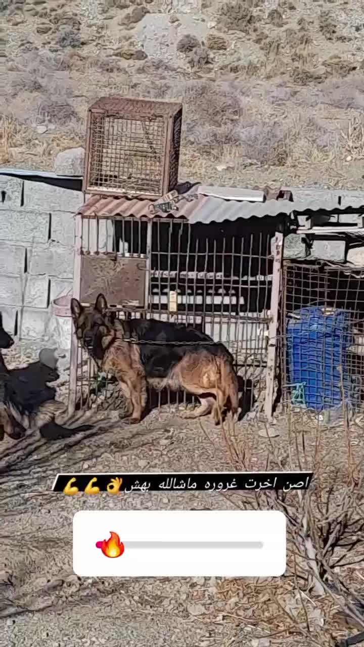 ماده ژرمن|سگ|جیرفت, |دیوار