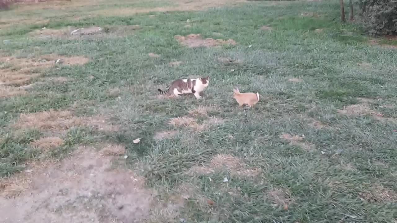 خرگوش خانگی|موش و خرگوش|تهران, شهرک صادقیه|دیوار