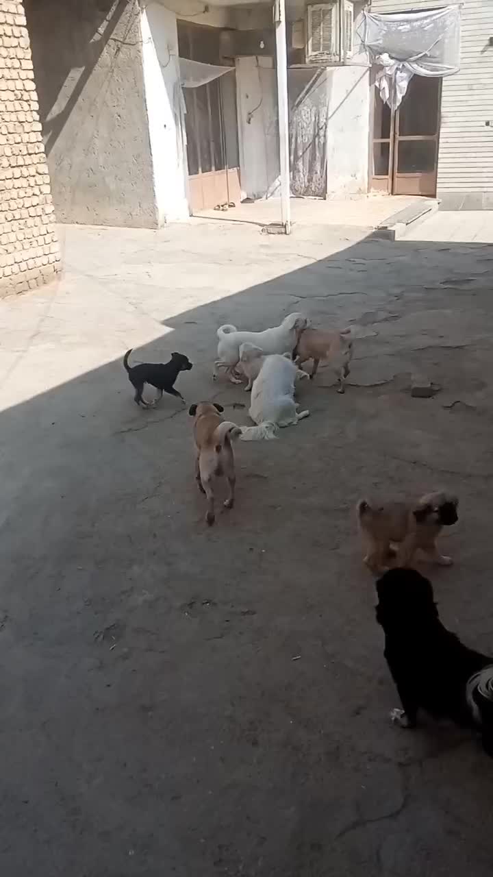 واگذاری سگ|سگ|خمینی‌شهر, |دیوار