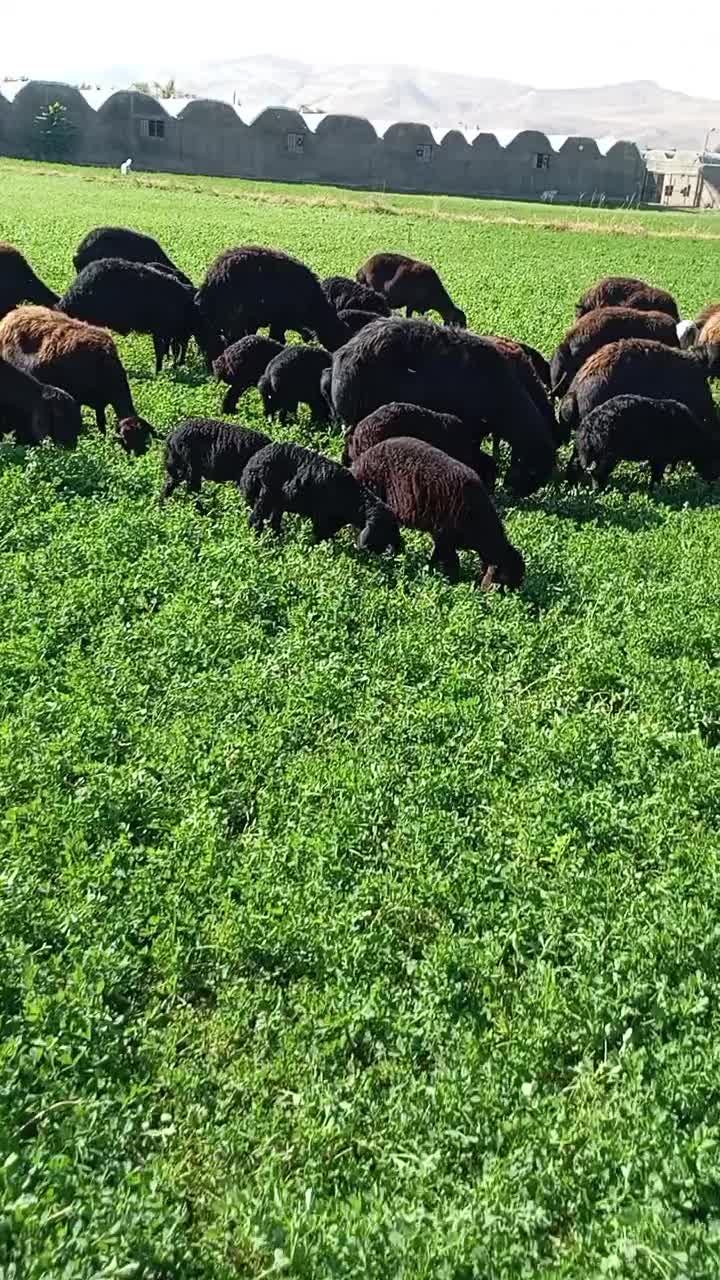 گوسفند داشتی|حیوانات مزرعه|شاهین دژ, |دیوار