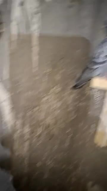 تعدادی کبوتر نابلد|پرنده|خاش, |دیوار