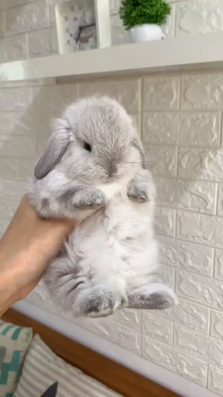 خرگوش لوپ وارداتی/نژاد کمیاب|موش و خرگوش|بوشهر, |دیوار