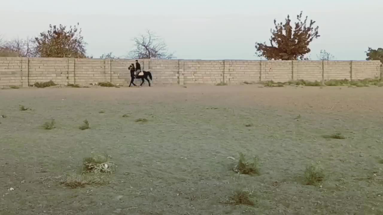 اسب|اسب و تجهیزات اسب‌سواری|تربت‌حیدریه, باغ ملی|دیوار