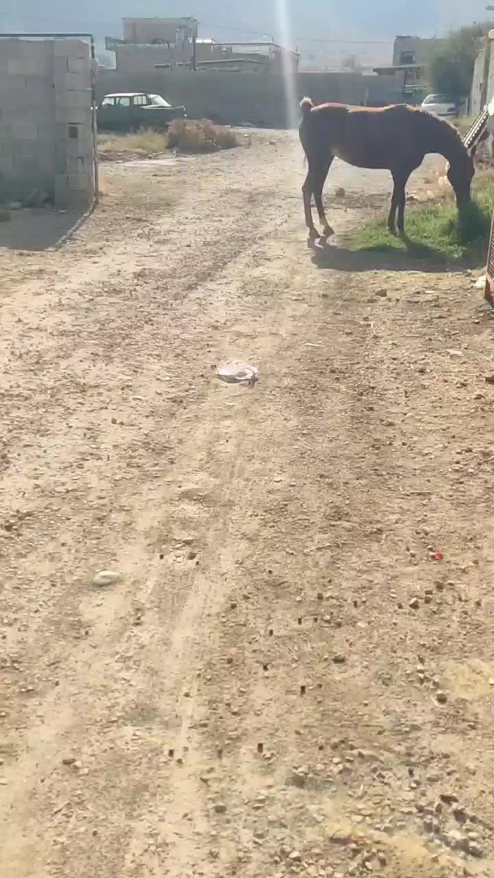 مادیان ترکی قدیمی روزگاری|اسب و تجهیزات اسبسواری|شیراز, کوشک بیدک|دیوار