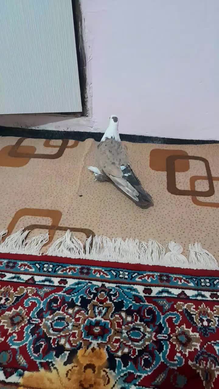 کفتر|پرنده|سبزوار, ابارش|دیوار