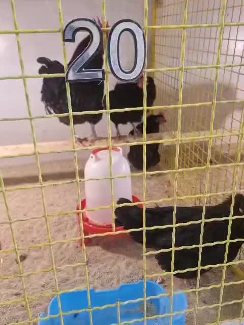 بنتونیت بستر مرغداری(کیسه های۲۵کیلویی۵۰هزارتومان)|عمده‌فروشی|تهران, امیریه|دیوار