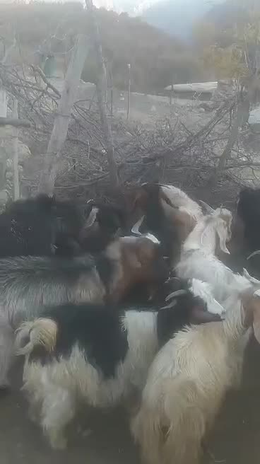 بزغاله نر و ماده|حیوانات مزرعه|دورود, |دیوار