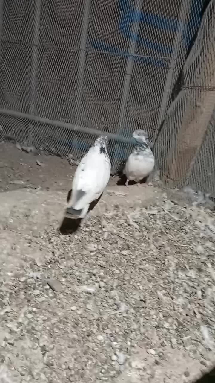 کبوتر|پرنده|کهنوج, |دیوار