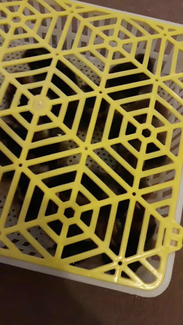 جوجه ویاندوت(مرغ و خروس ندارم)|حیوانات مزرعه|قم, شهرک مهدیه|دیوار