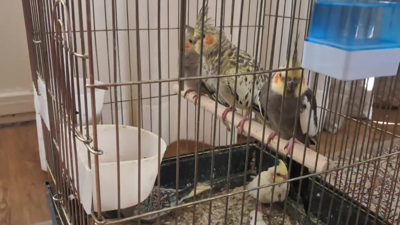 دوتا عروس هلندی مولد به همراه۳تاجوجه|پرنده|شهریار, ابراهیم‌آباد|دیوار