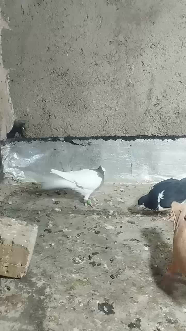 کبوتر|پرنده|تاکستان, |دیوار