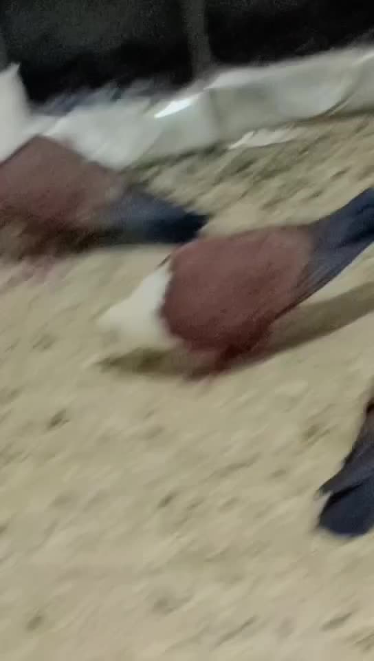 کبوترسرسفید یا مخملی|پرنده|فردوس (کرمان), |دیوار