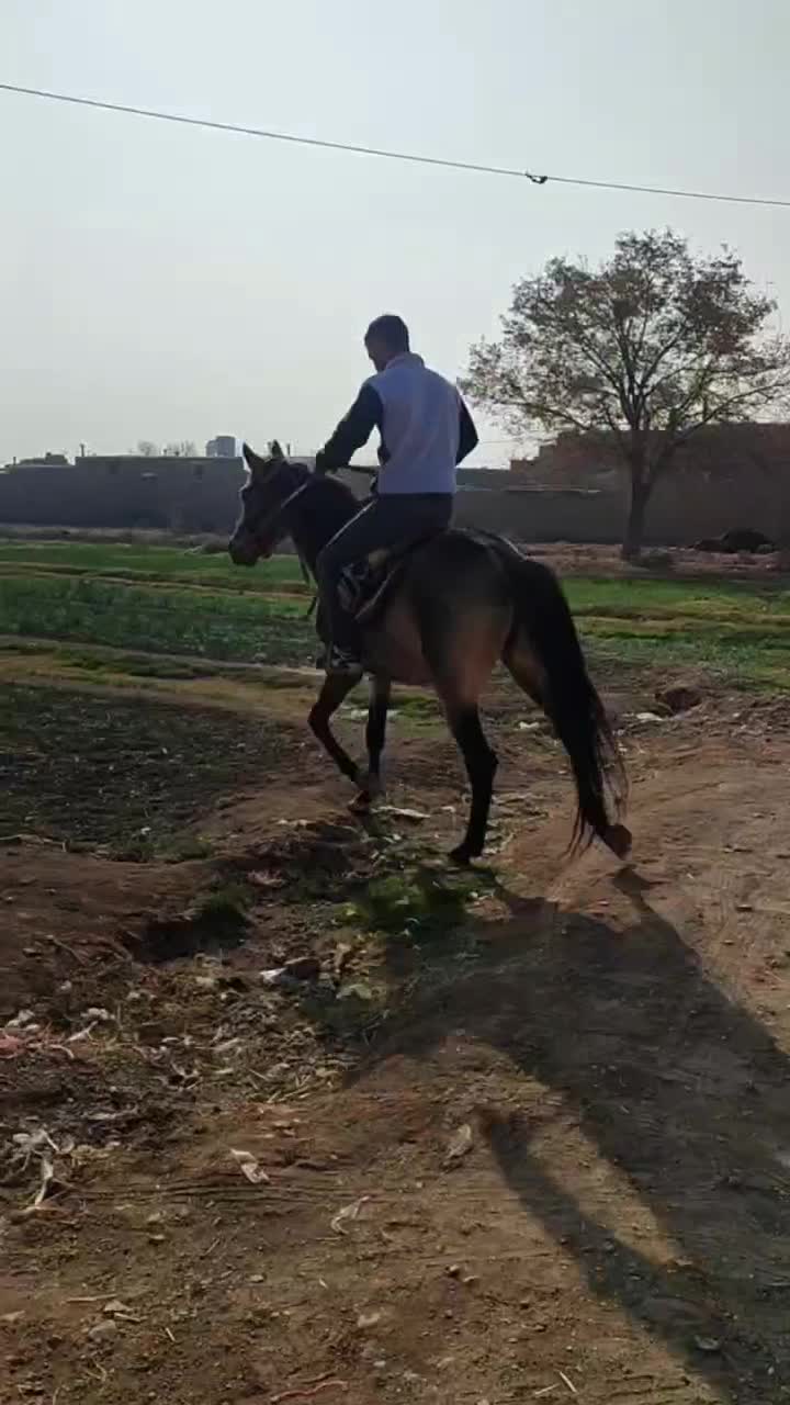 اسب نریون جوان|اسب و تجهیزات اسب‌سواری|تربت جام, میان جام|دیوار