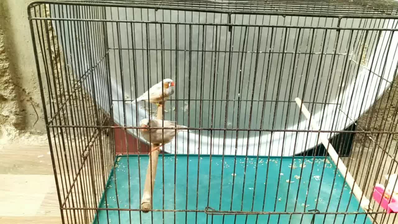 جفت ایزابل درشت مولد مولد|پرنده|چمران, |دیوار