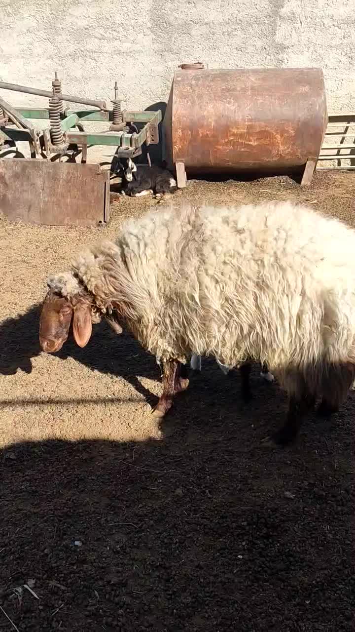 بره نرپروارباب قصابی|حیوانات مزرعه|دره شهر, |دیوار