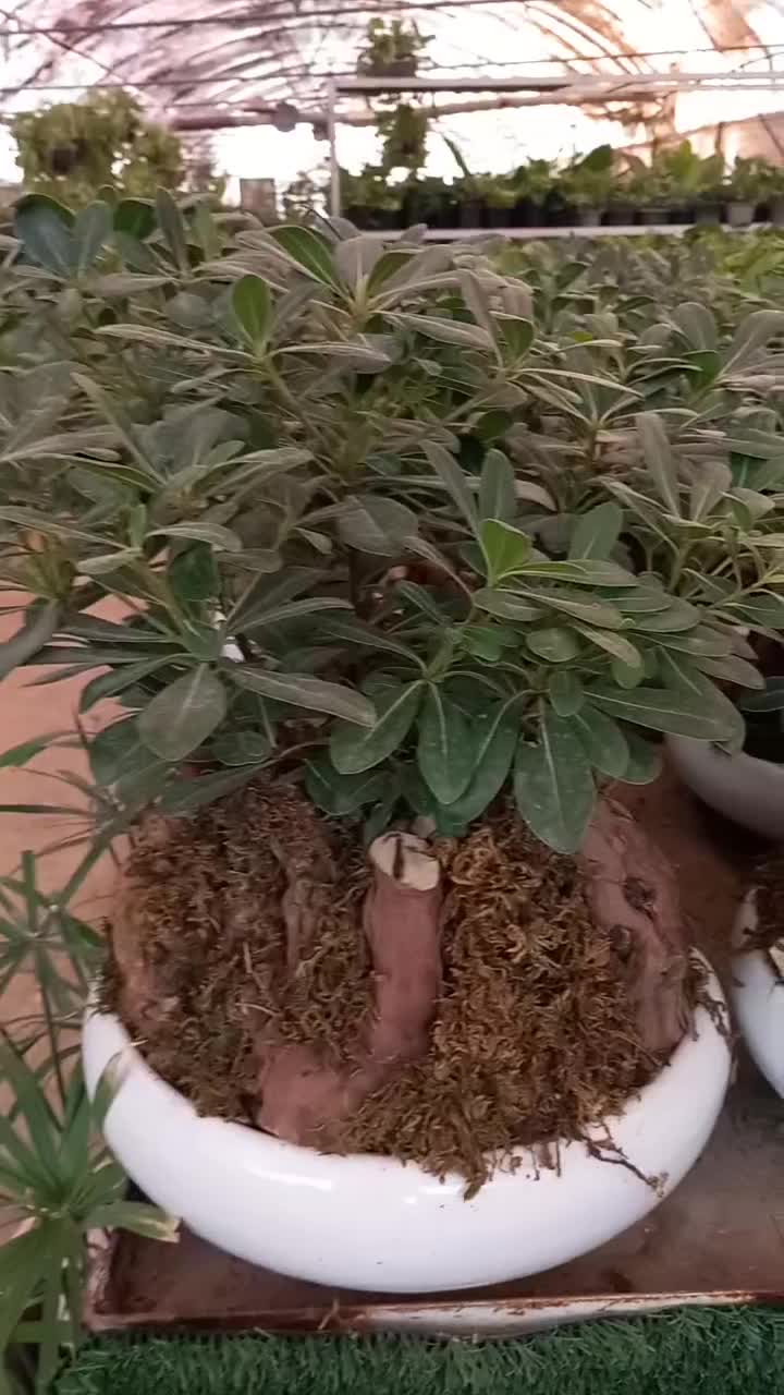 گل میخک وسانسوریا|گل و گیاه طبیعی|مشهد, گلشور|دیوار