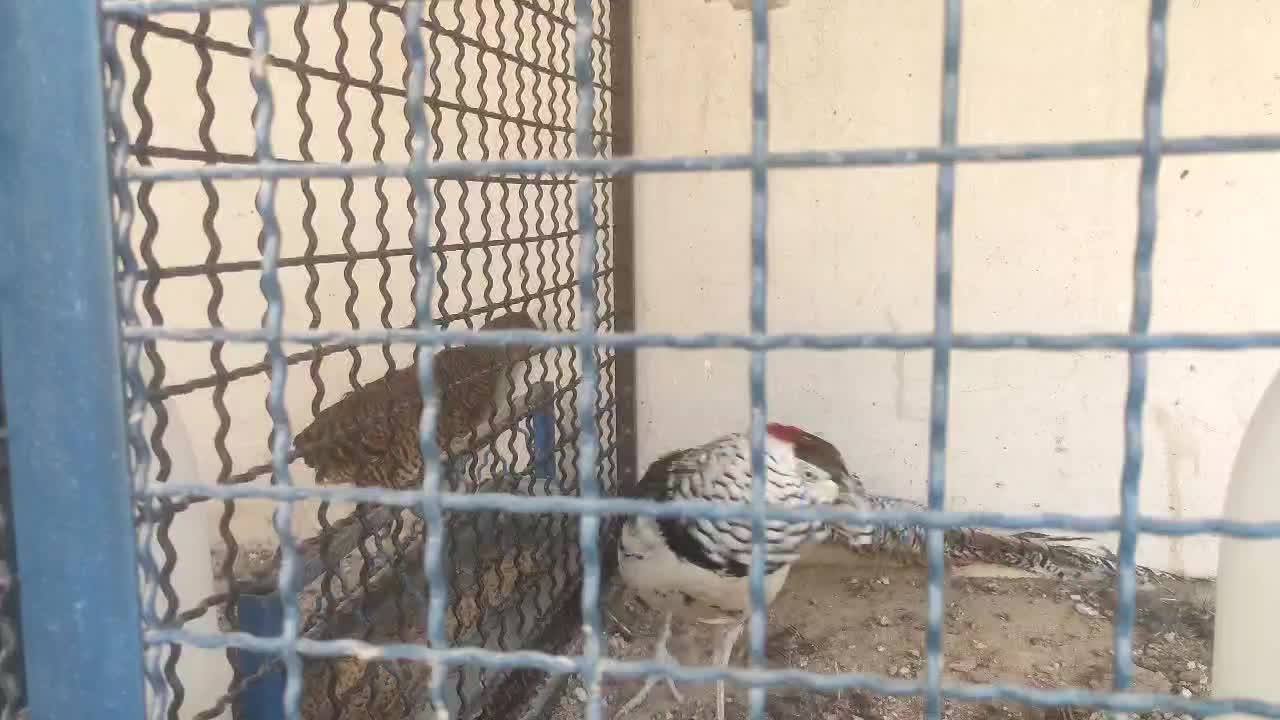 طاووس مصری و مرقاول بلژیکی|پرنده|سبزوار, صالح آباد|دیوار