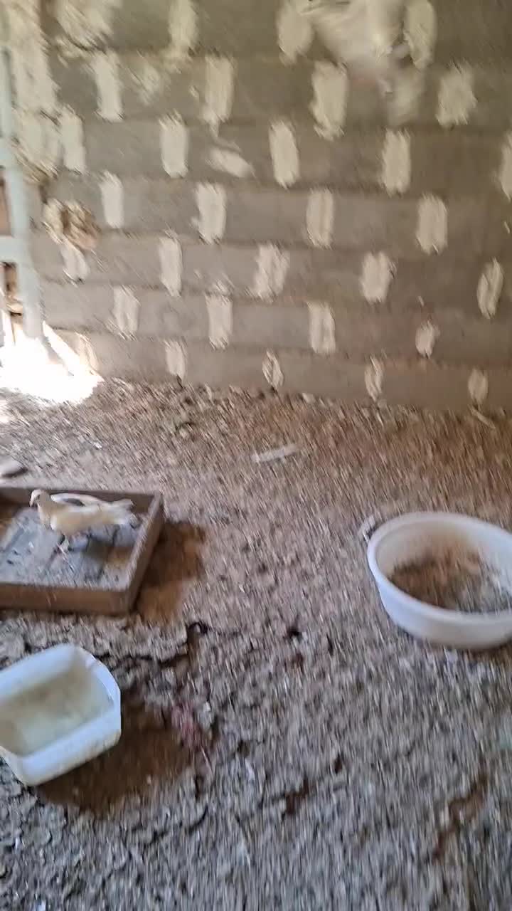 تعدادی کبوتر پرشی سالم و سرحال|پرنده|خوانسار, |دیوار