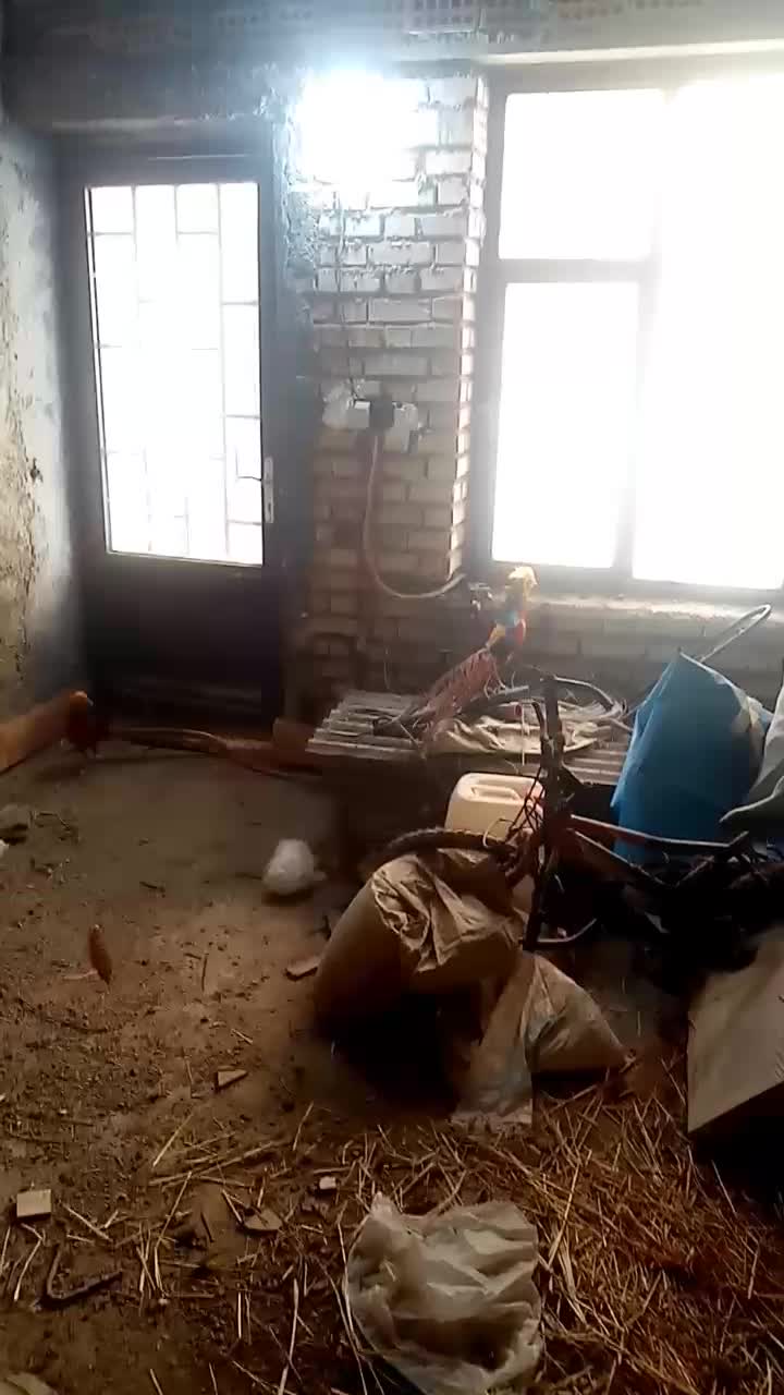 پرنده زیبا|پرنده|مینودشت, |دیوار