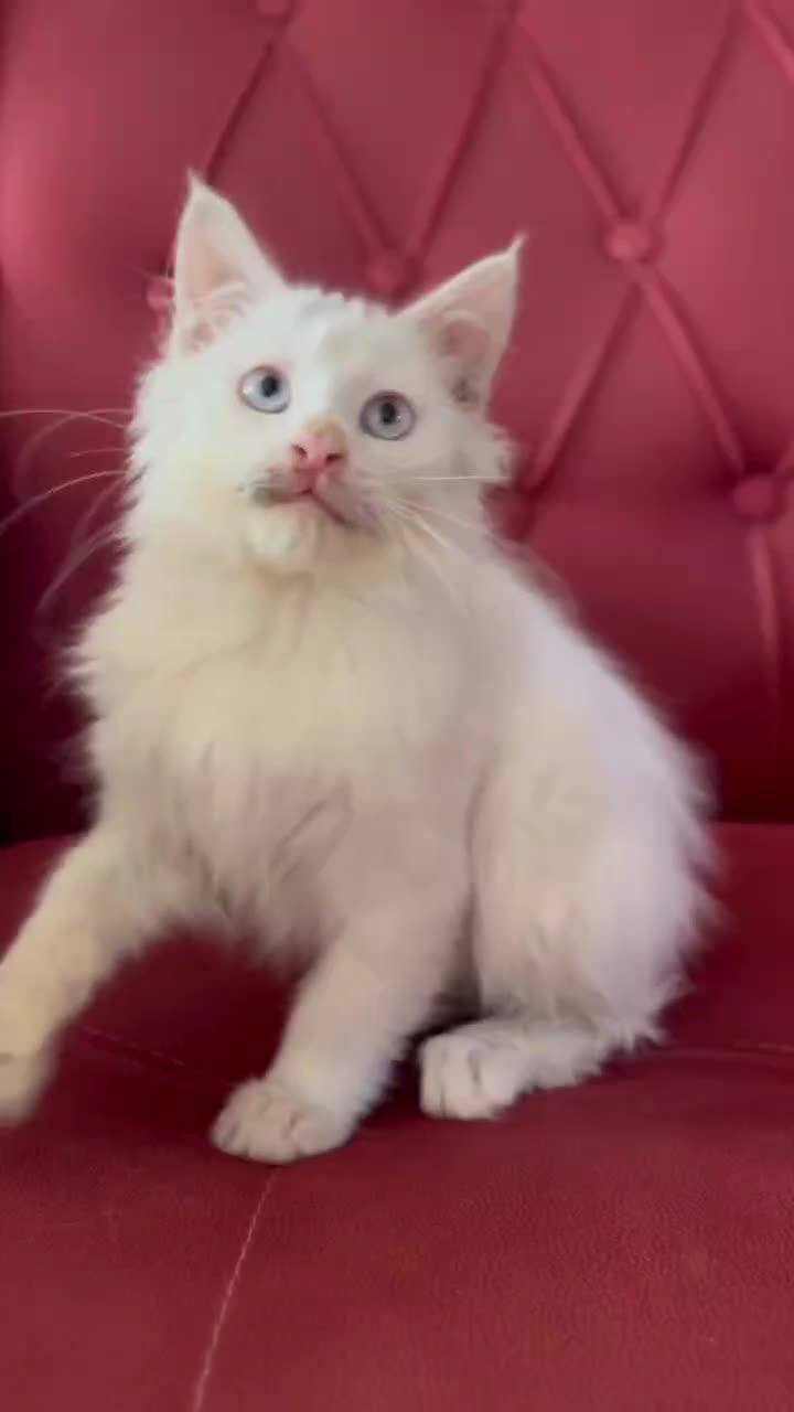 گربه پرشین|گربه|ارومیه, |دیوار