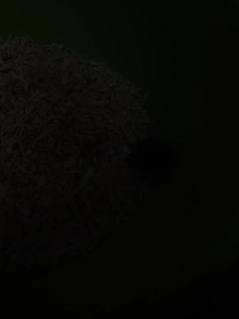 همستر|موش و خرگوش|پرند, فاز ۲|دیوار