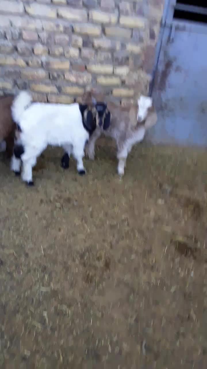 بره شیری وبزغاله|حیوانات مزرعه|قره چای, |دیوار