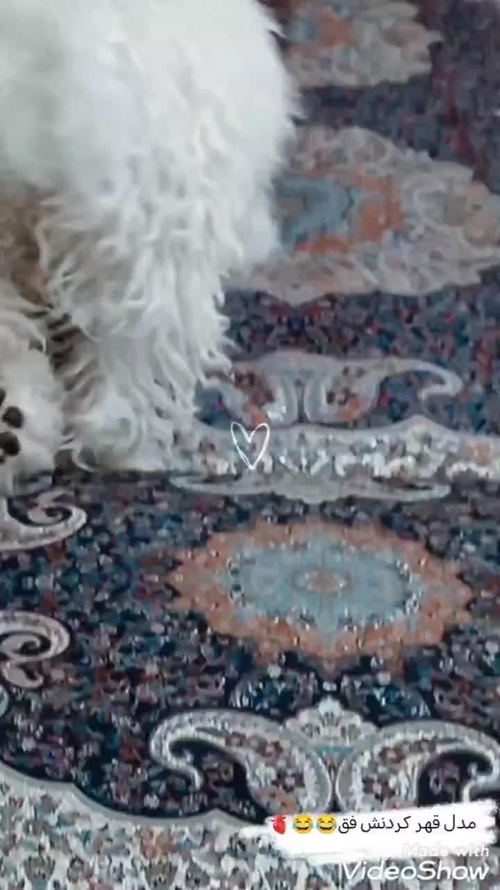 سگ اشپیتزتریرماده|سگ|کرمان, |دیوار