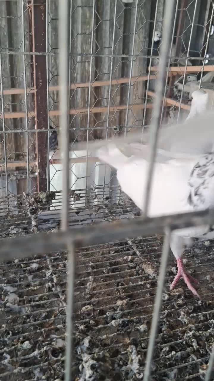 کبوتر طوقی|پرنده|سقز, |دیوار