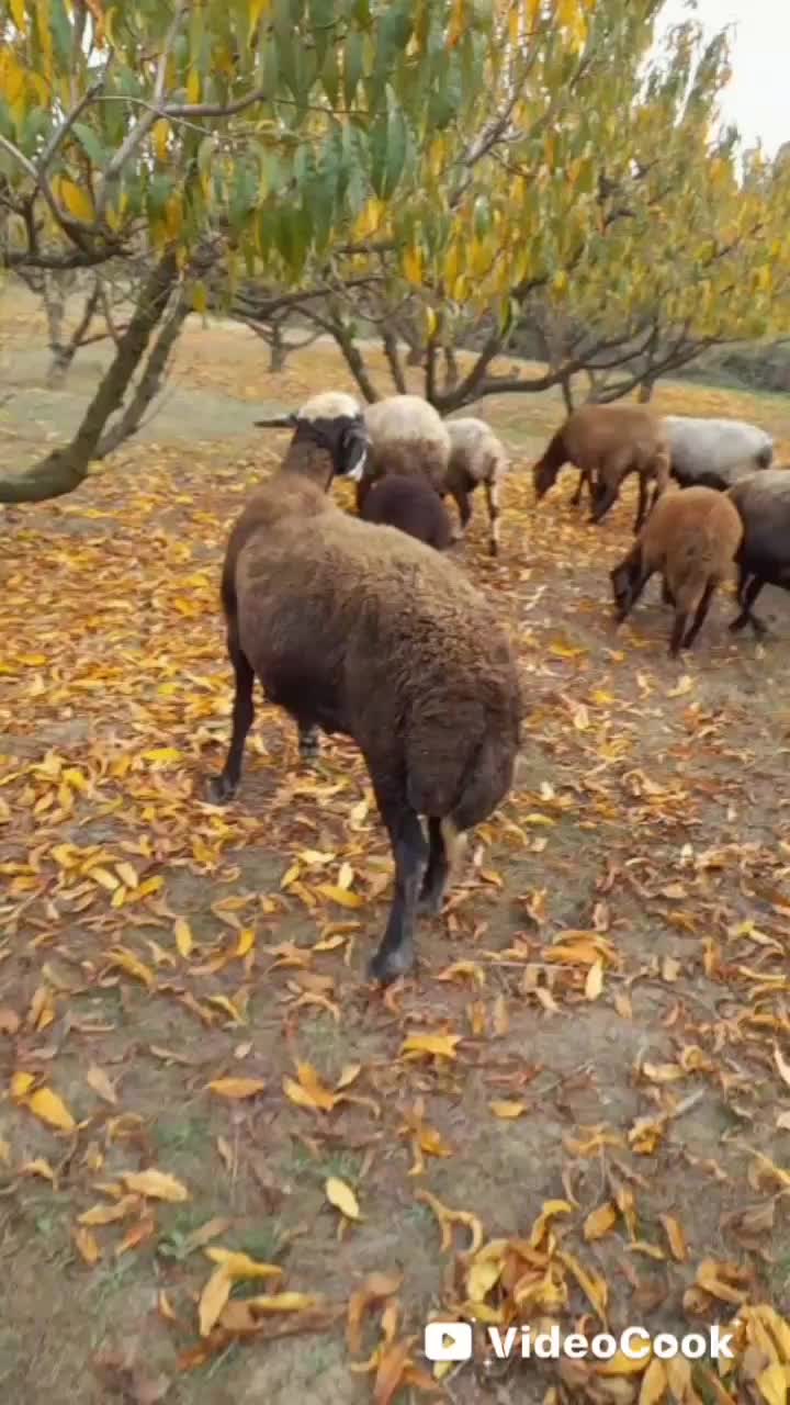 قوچ گوسفند نر بره قوچ|حیوانات مزرعه|نکا, |دیوار