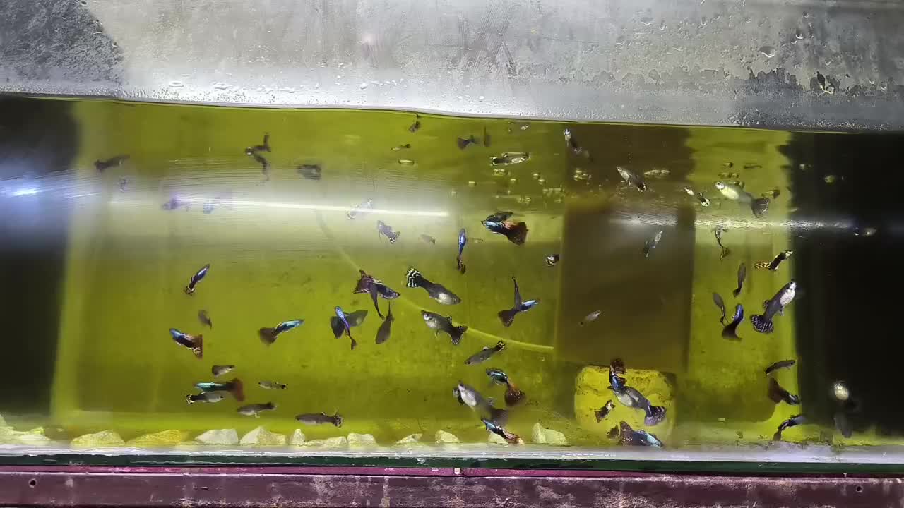 ماهی|ماهی|صفادشت, |دیوار