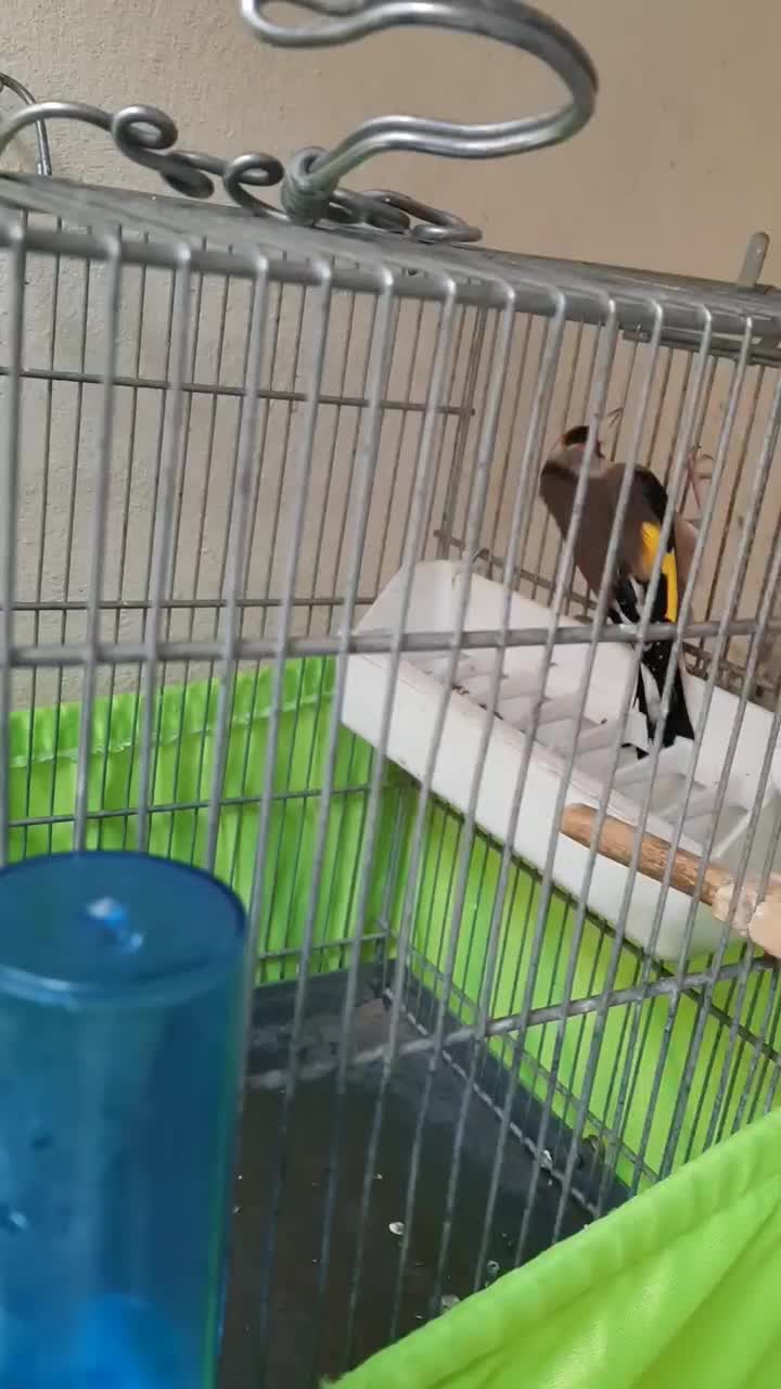 سهره چونه سفید|پرنده|پاکدشت, پاکدشت (مامازند)|دیوار