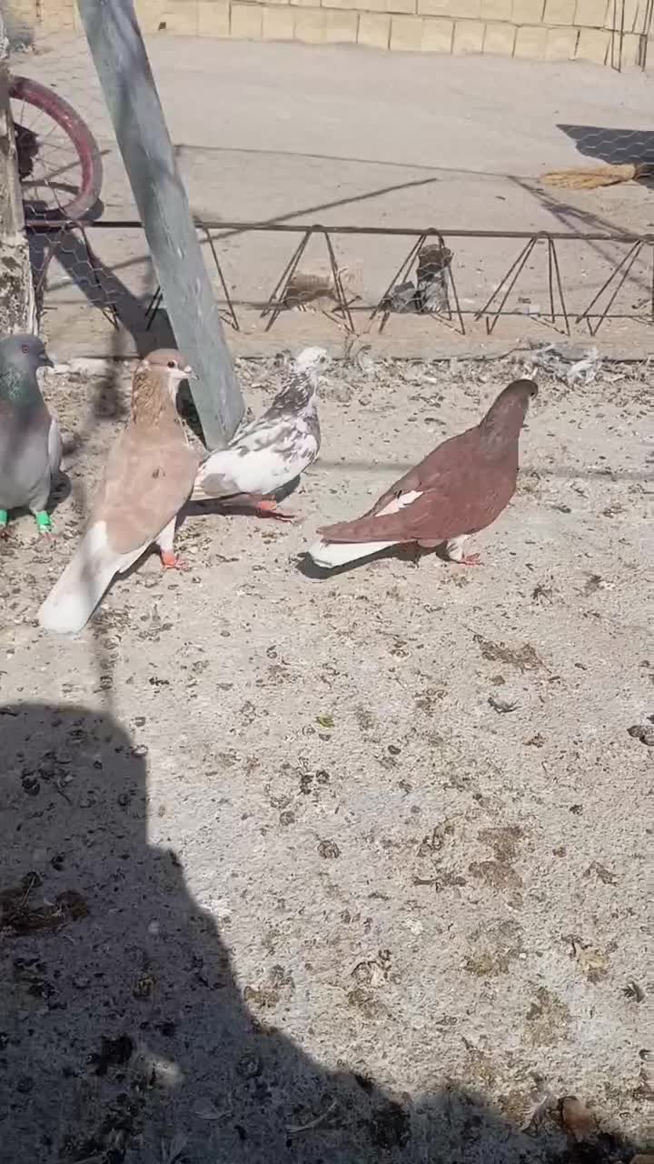 کبوتر|پرنده|شیراز, سفیرشمالی|دیوار