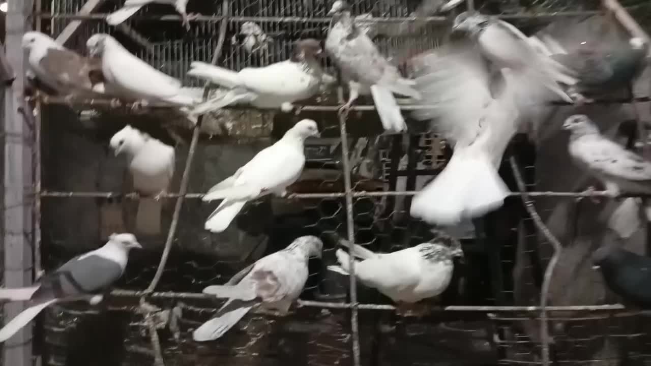 کفتر کبوتر|پرنده|مشگین شهر, |دیوار