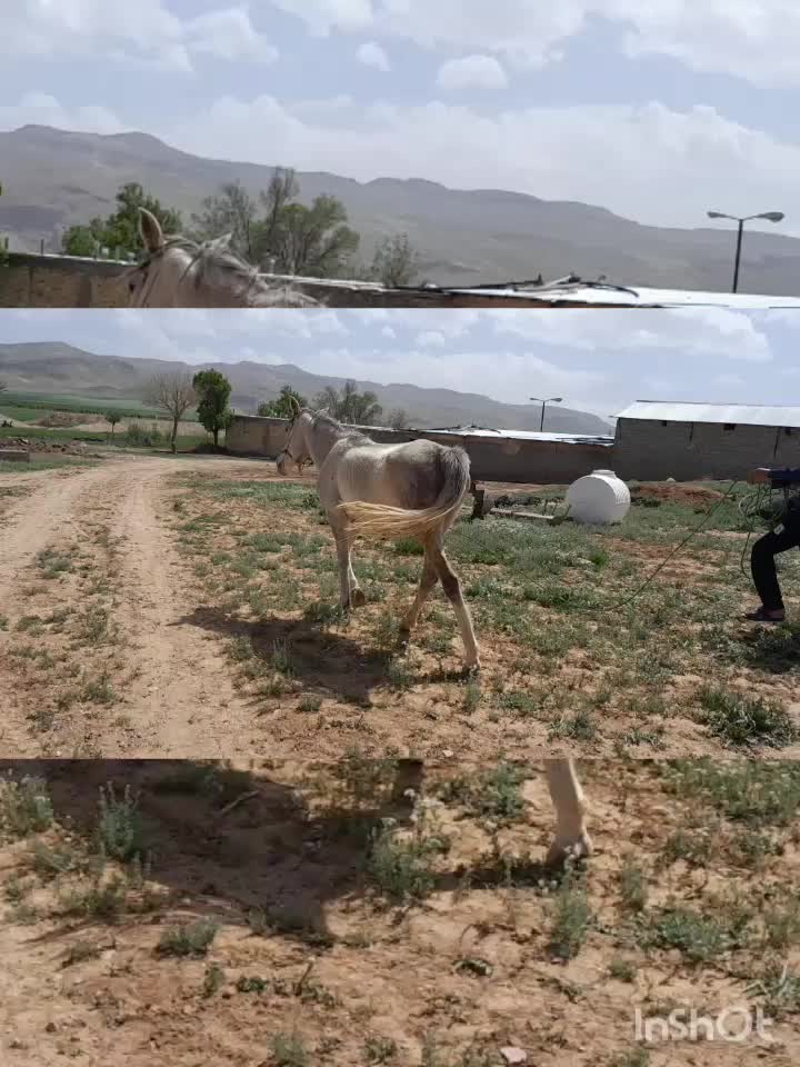 اسب|حیوانات مزرعه|سمیرم, |دیوار