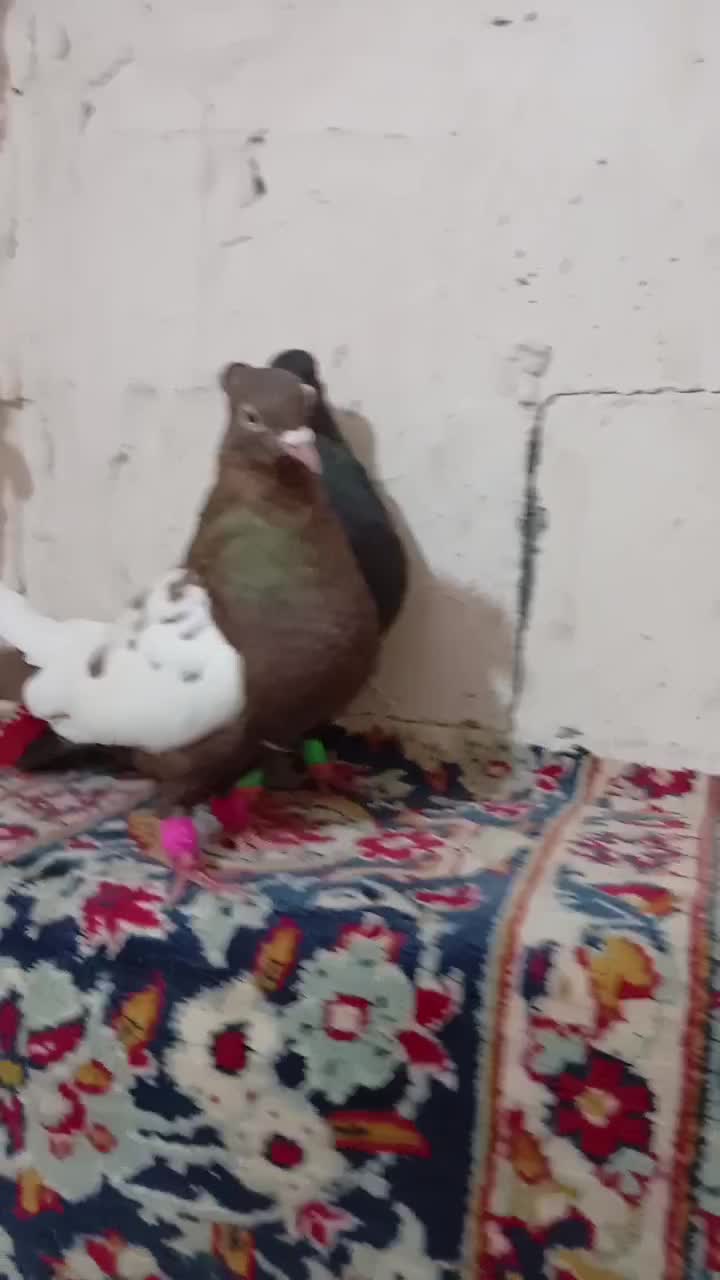 کبوتر|پرنده|مرودشت, فاز اول شهرک فرهنگیان|دیوار