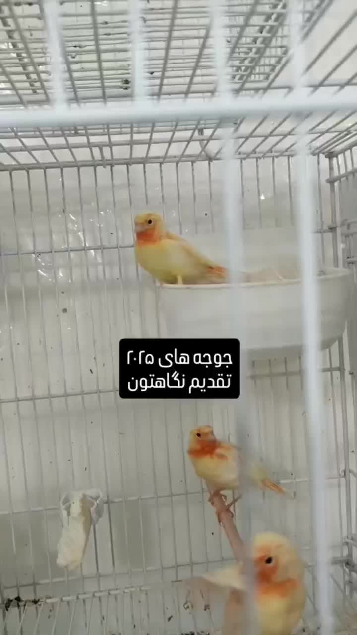 قناری ماده رد پلاک جان علی عزار|پرنده|بیرجند, |دیوار