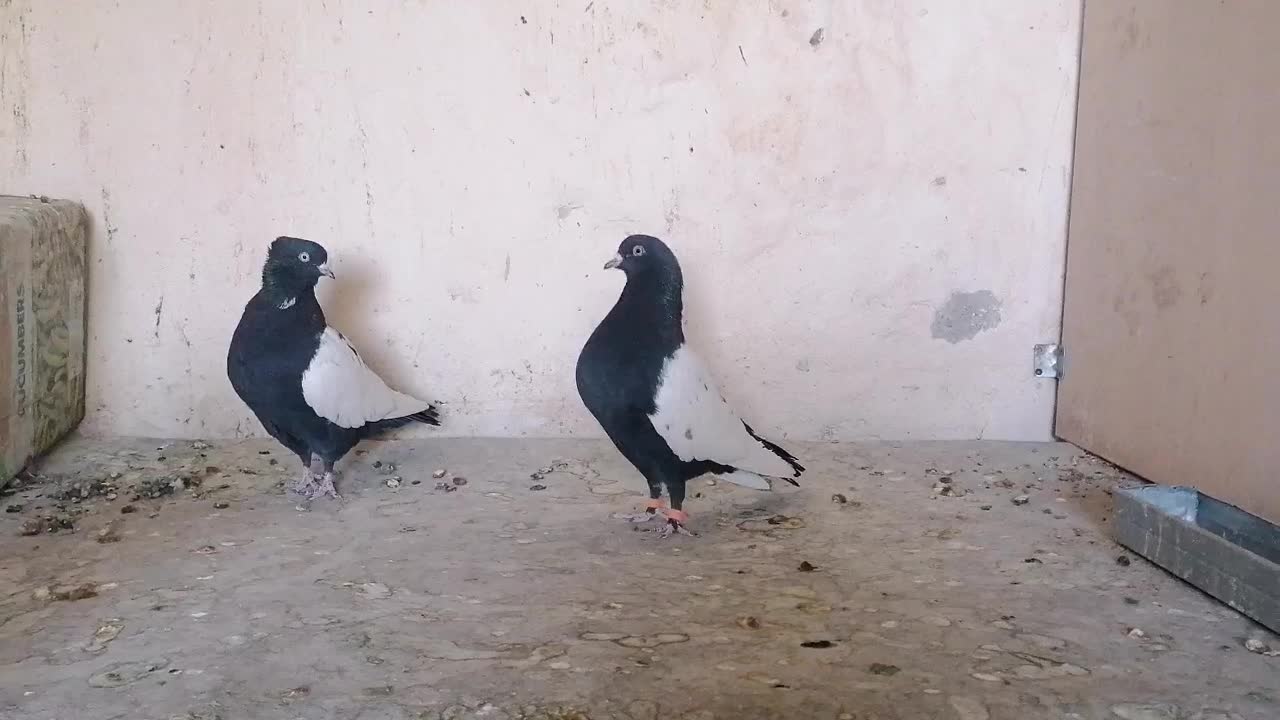 جفت سینه سیاه|پرنده|کرمان, |دیوار