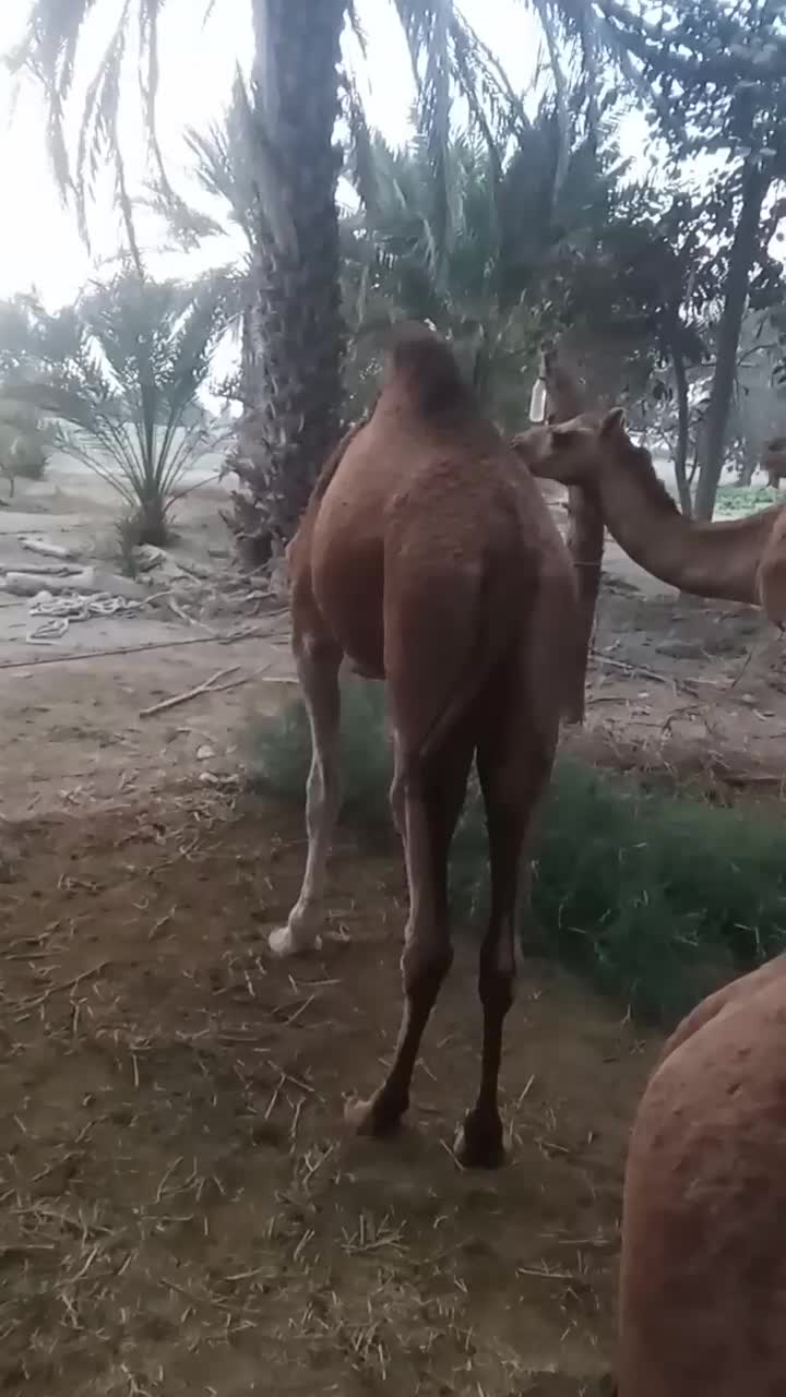 مجی ۳سال رسم|حیوانات مزرعه|بند زرک, |دیوار