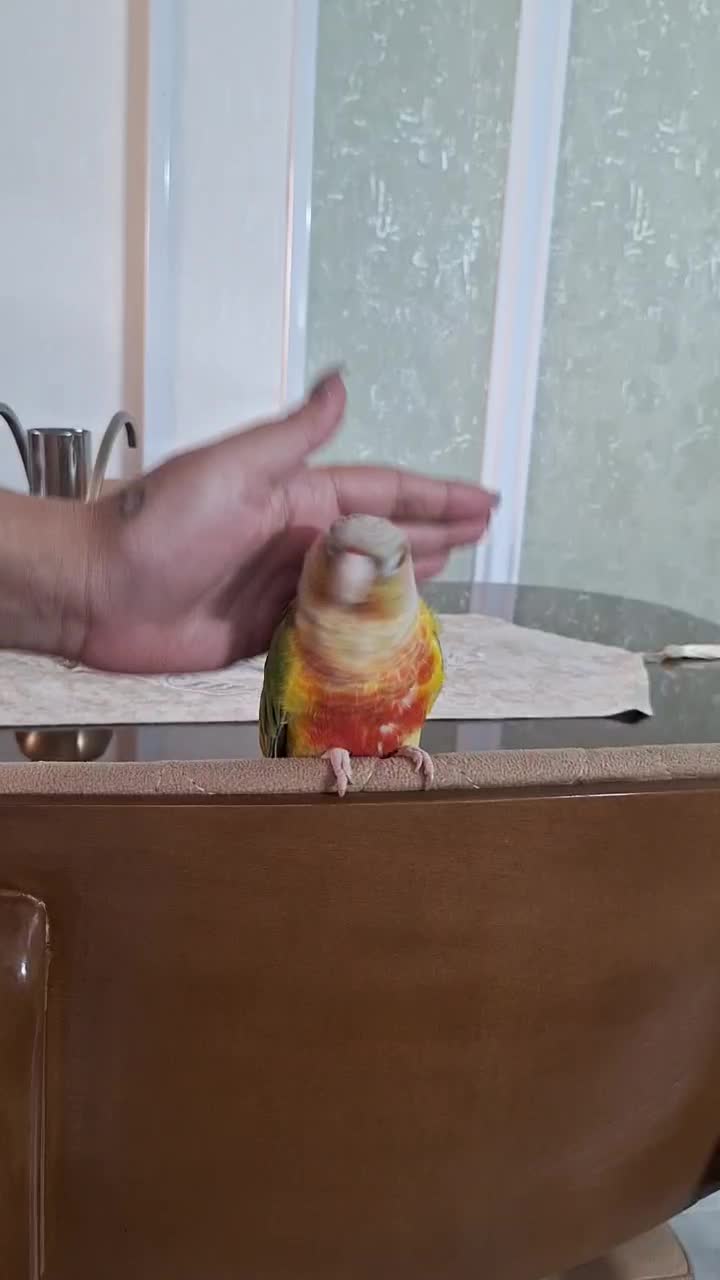 گرینچیک رام و دستی سخنگو طوطی|پرنده|فردیس, شهرک ارم|دیوار